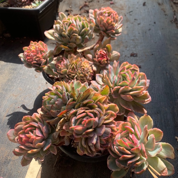 绮罗锦多肉植物量拍