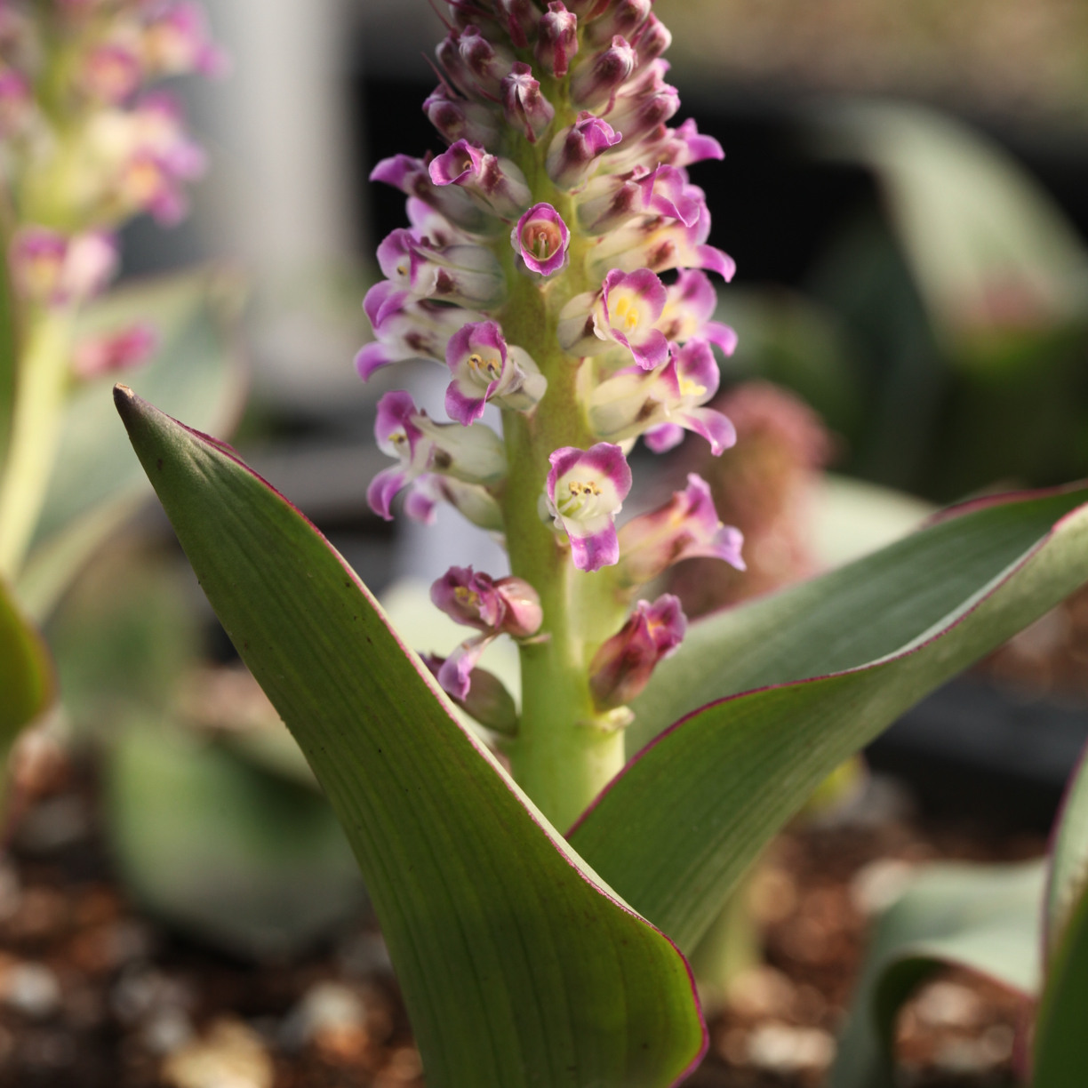 花医生园艺DF3.0135 Lachenalia carnosa 肉穗立金花 约1cm球一个