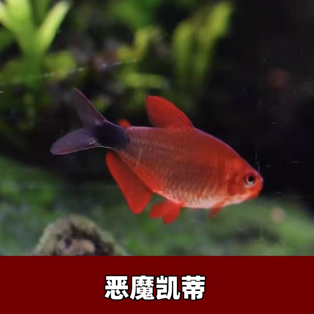【渔扬水族】恶魔凯蒂观赏鱼灯科鱼热带观赏鱼小型观赏淡水鱼鱼缸