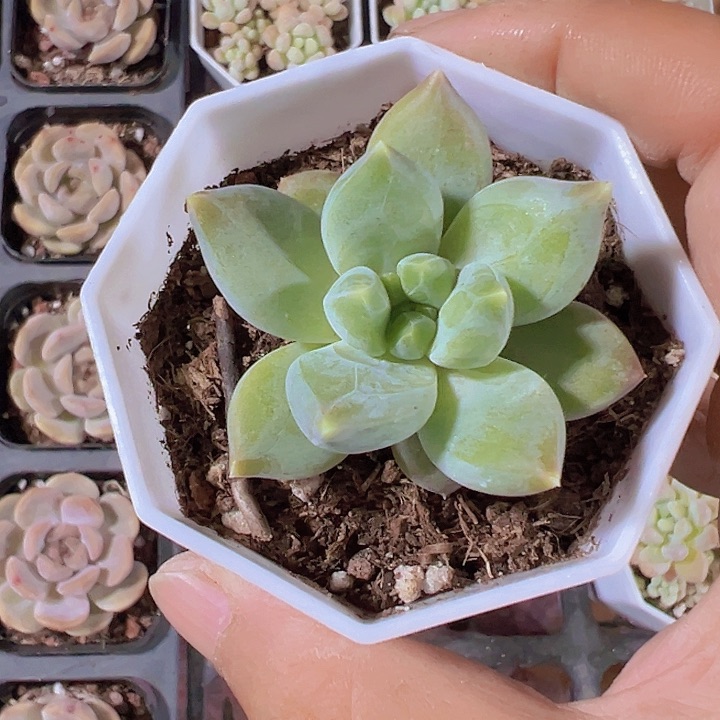 乌拉克拉精品多肉植物