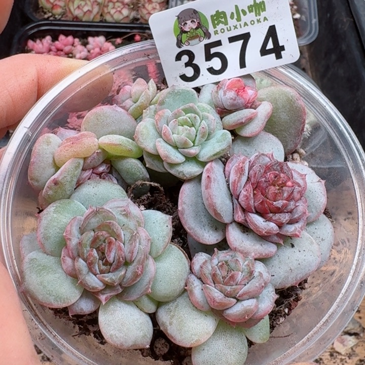 多肉植物多肉植物