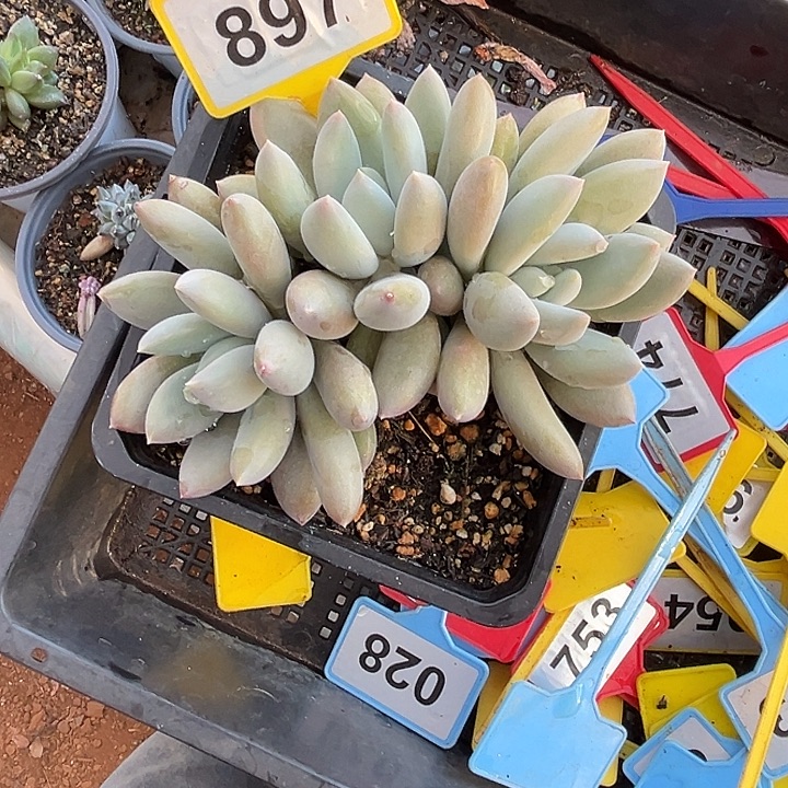 多肉植物彩胖体哥特897