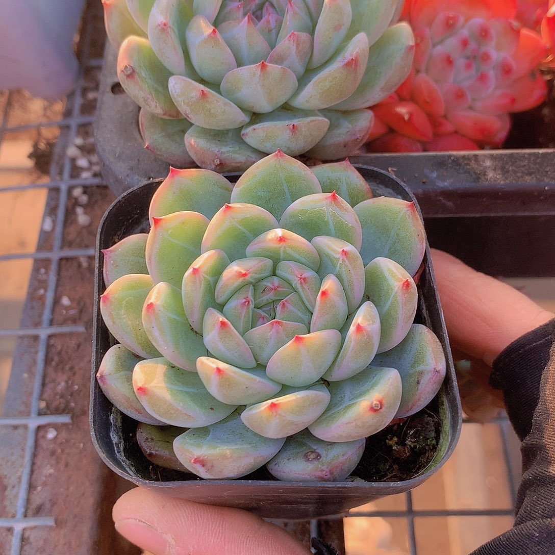 两颗雪花珍妮4557789999000