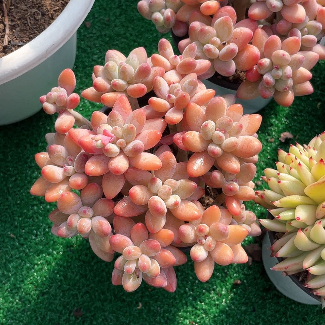 苹果美人带盆发货