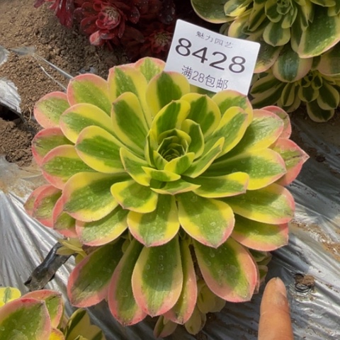 迈巴赫多肉多肉8428