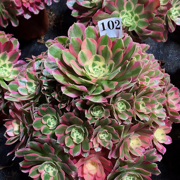 法师布加迪102000000