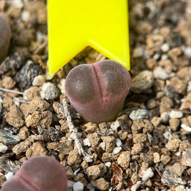 2年株c10风铃玉肉锥包邮买4送一