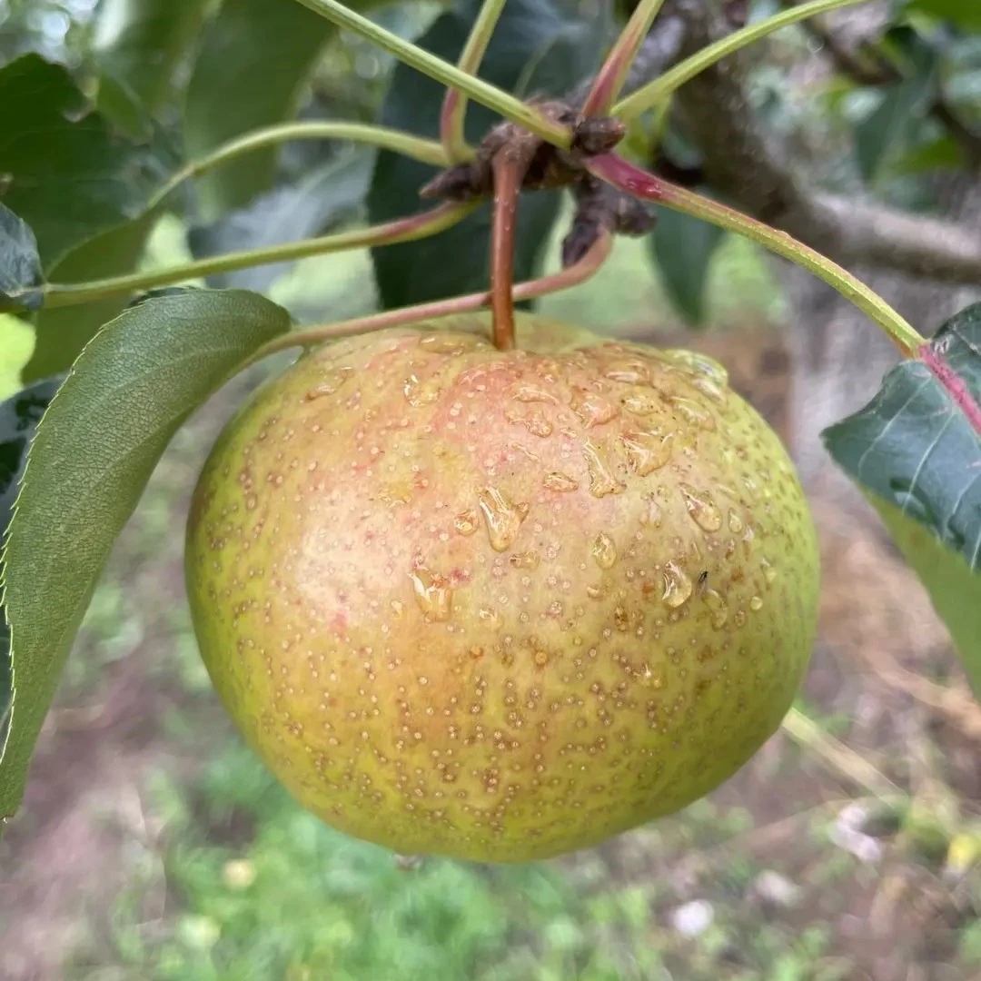 围场四道沟苹果梨（中小个）顺丰包邮河北省