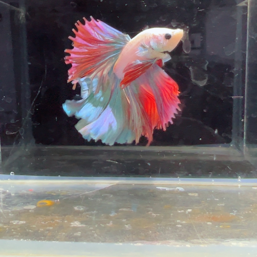 斗鱼 浅色特殊尾hhhh