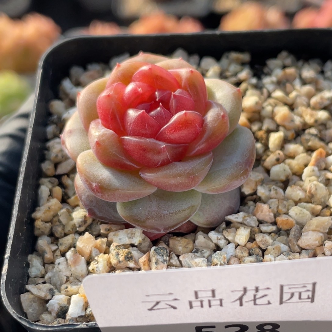 528号糖心冰心珍妮 蜜蜡