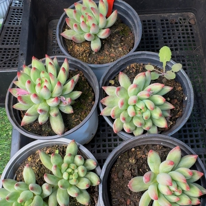 237多肉植物一物一拍