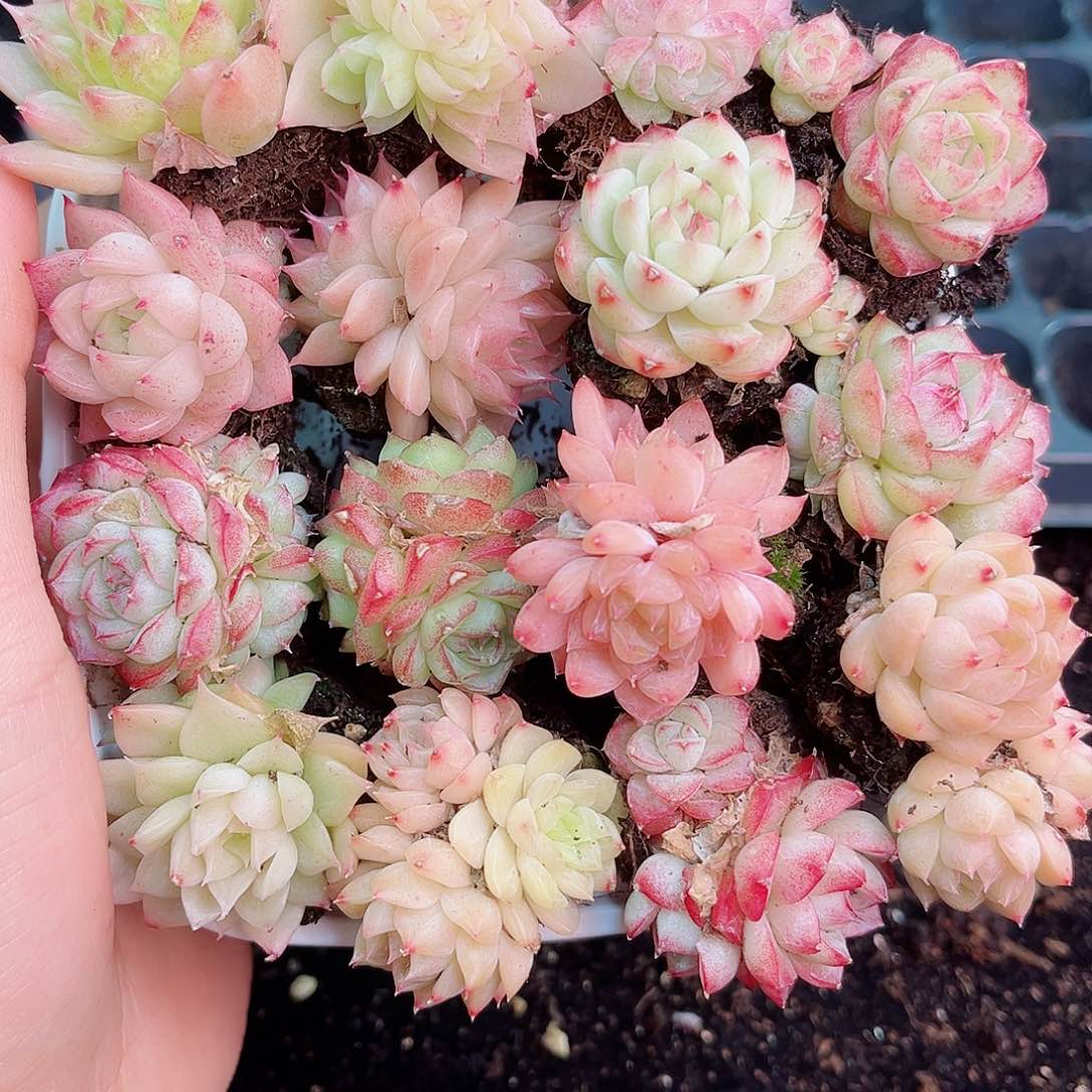 1-370 新疆西藏内蒙不发12.8包邮2-3公分多肉多