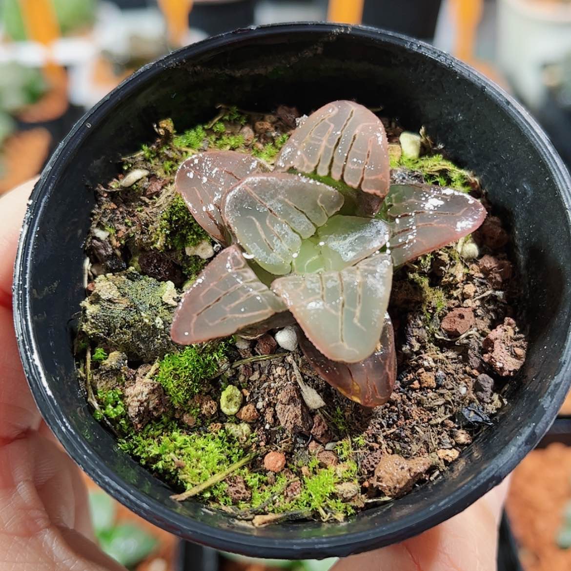 【闪购商品】粉红甜心