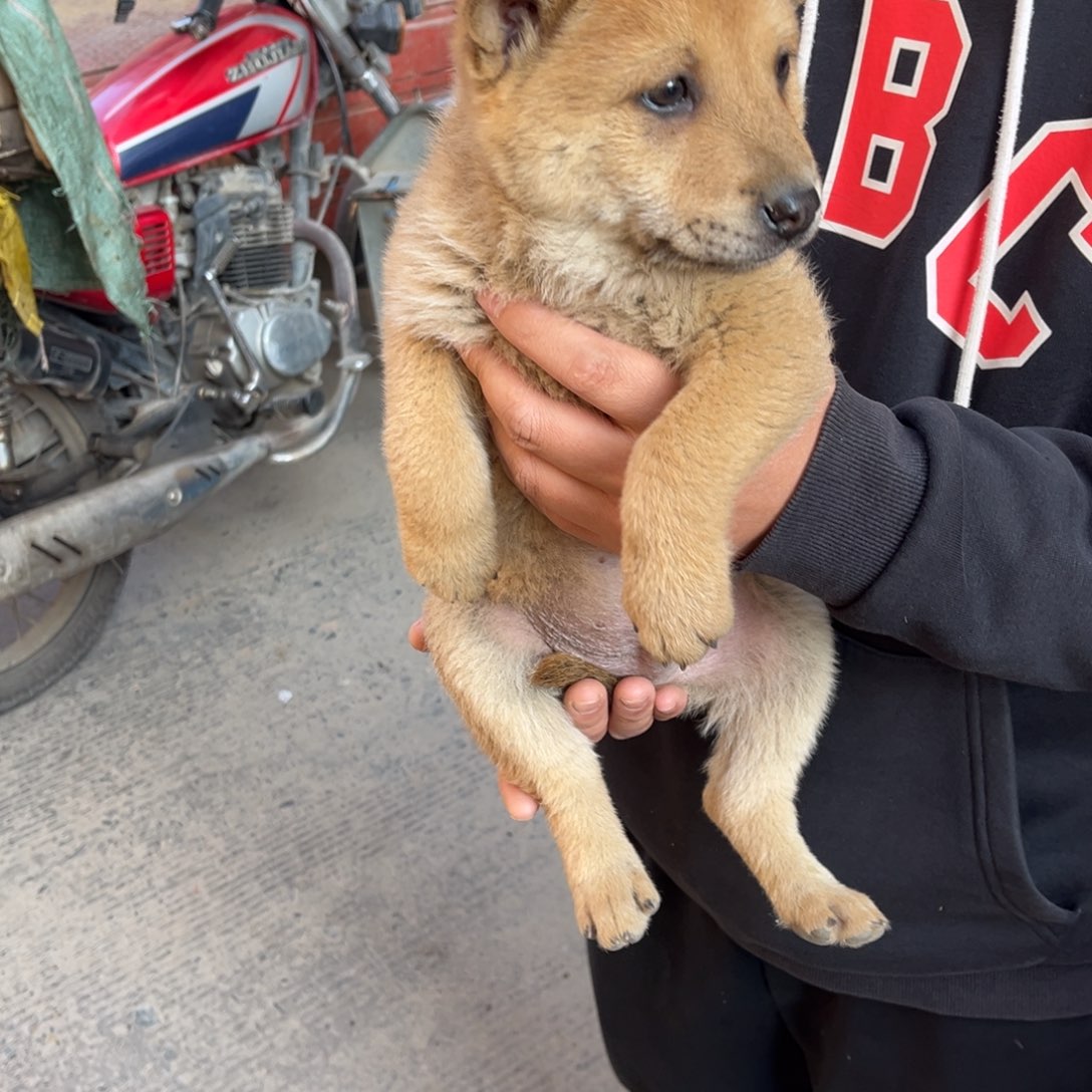 9***9中华田园犬小弟弟