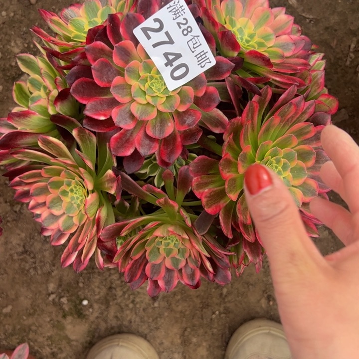 2740朝霞多肉植物