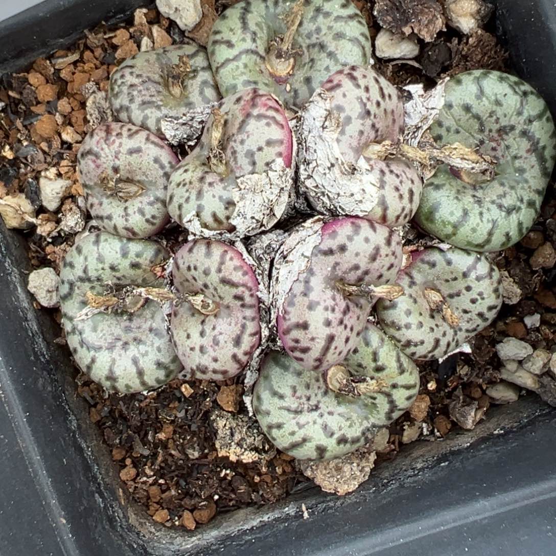 【闪购商品】652……