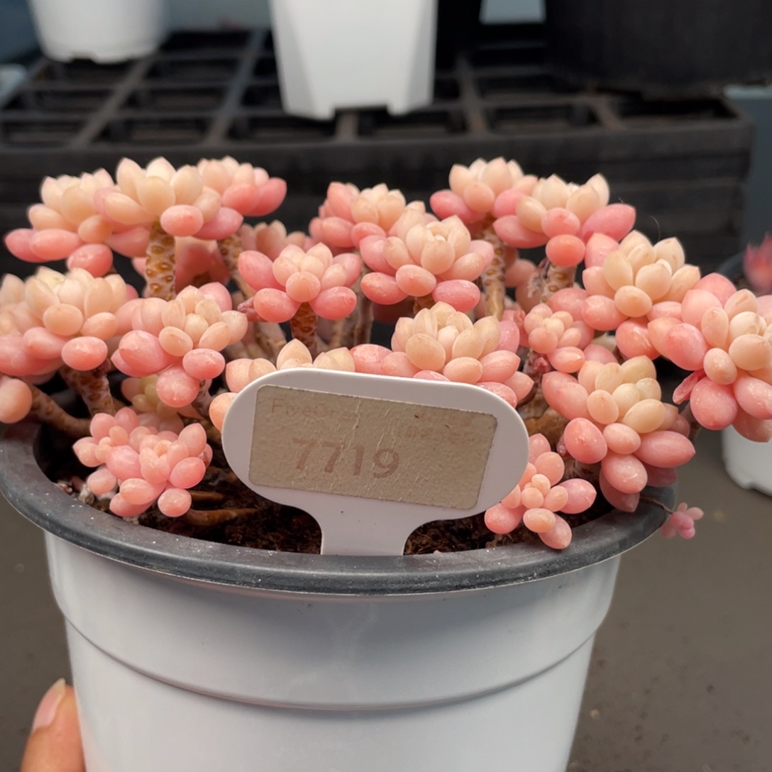 鱼子酱7719-19.0厘米