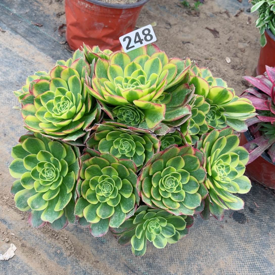 248奶白锦多肉法师