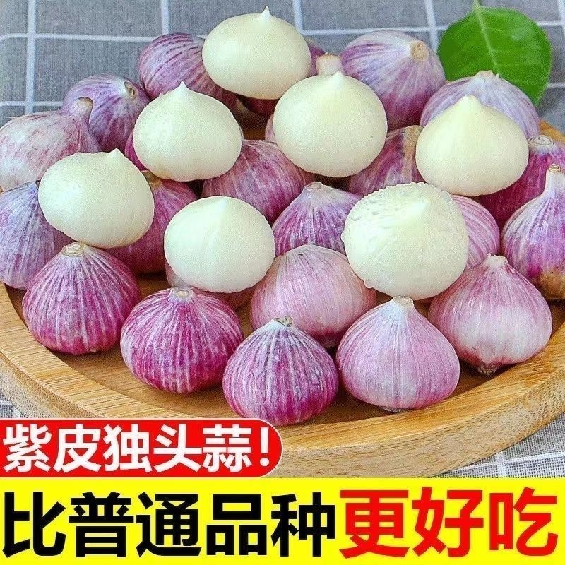 【新鲜干蒜】正宗新鲜紫皮独头蒜大蒜头红皮大蒜新鲜现挖湿蒜