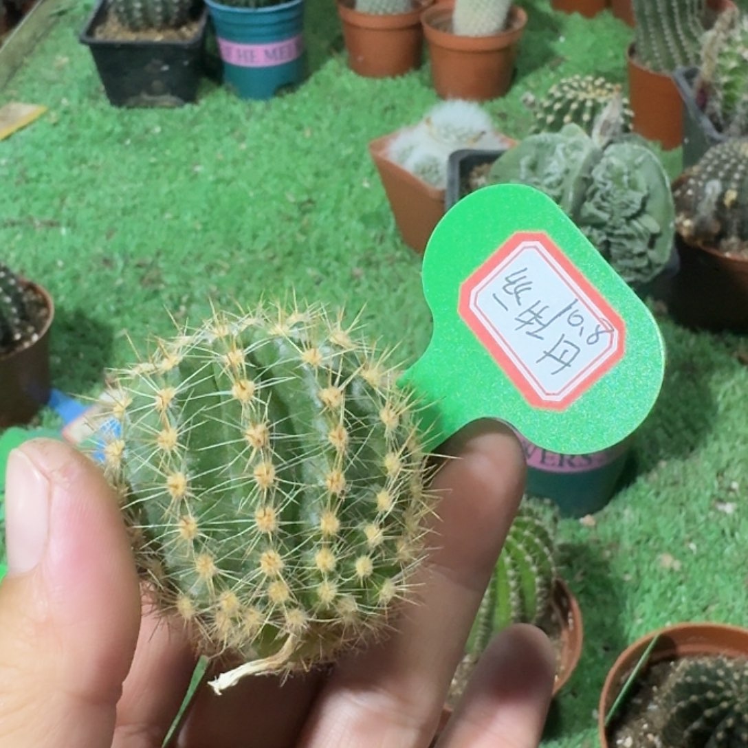 花****丝牡丹彩草一棵开花美