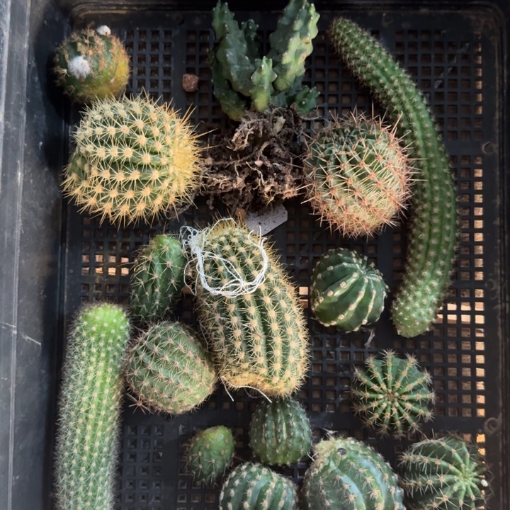 247筐拍无售后无根侧牙斑小