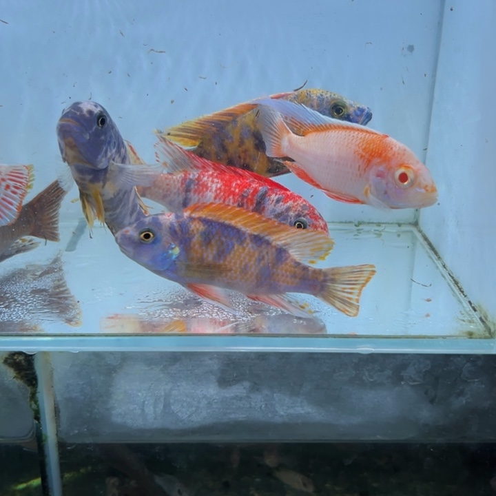 海水鱼三湖慈鲷，热带淡水鱼