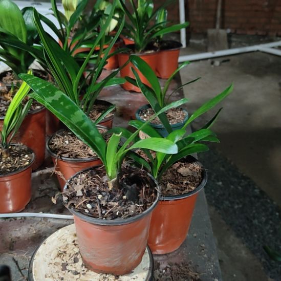 大***林完全开放君子兰虎斑