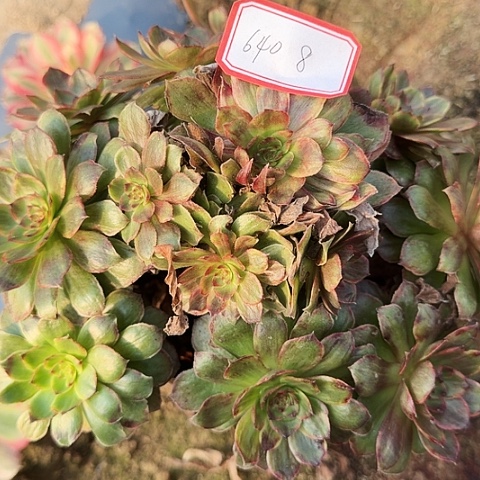 多肉植物不知名640