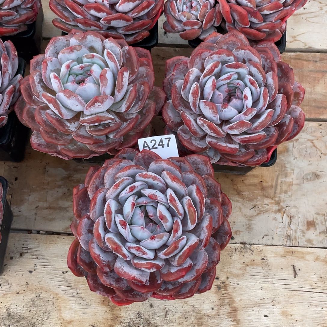 叁***满247多肉植物多肉植物