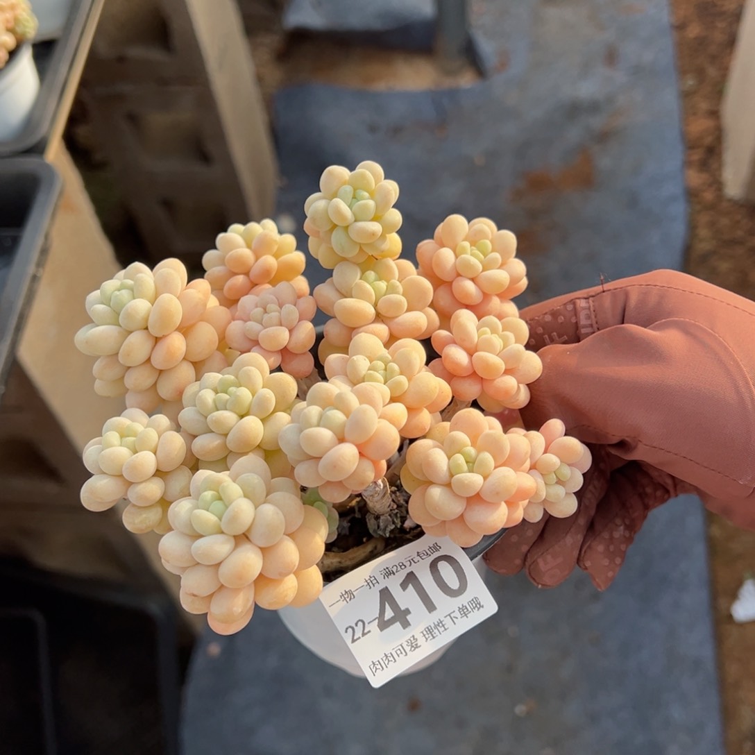 洛可可多肉多肉多肉多肉