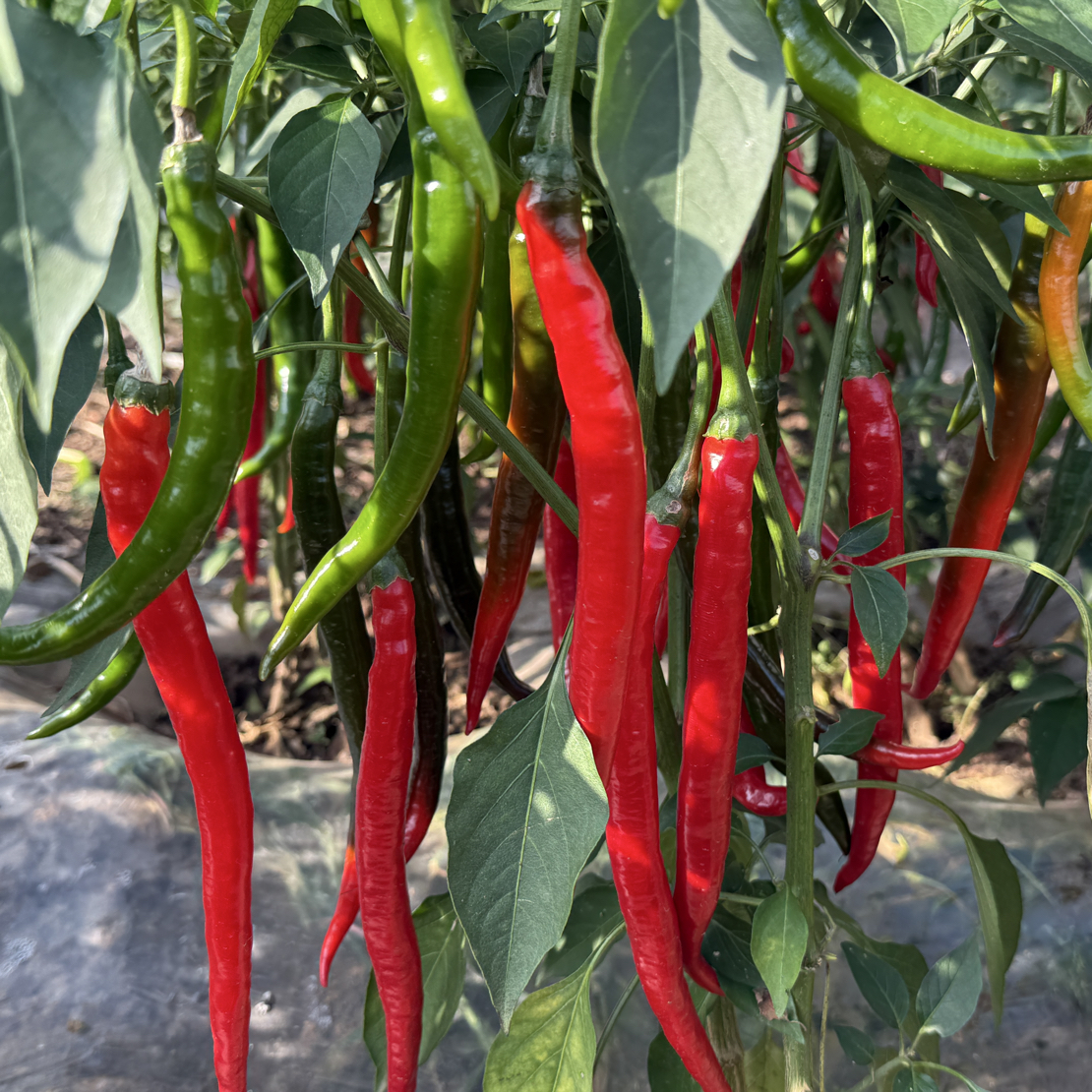新鲜二荆条青红线椒现摘现发可做剁椒辣椒酱