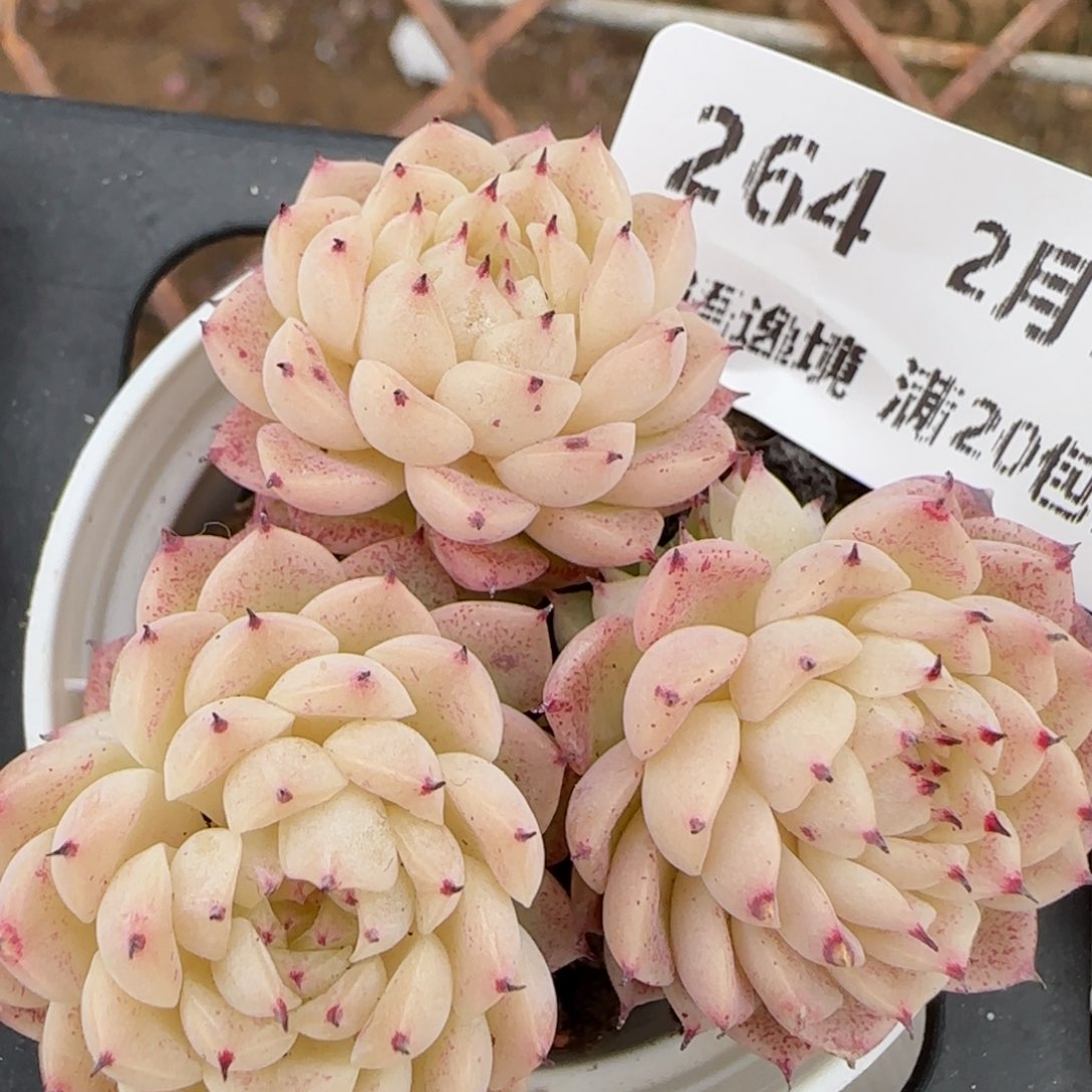 花语逸境0210-264