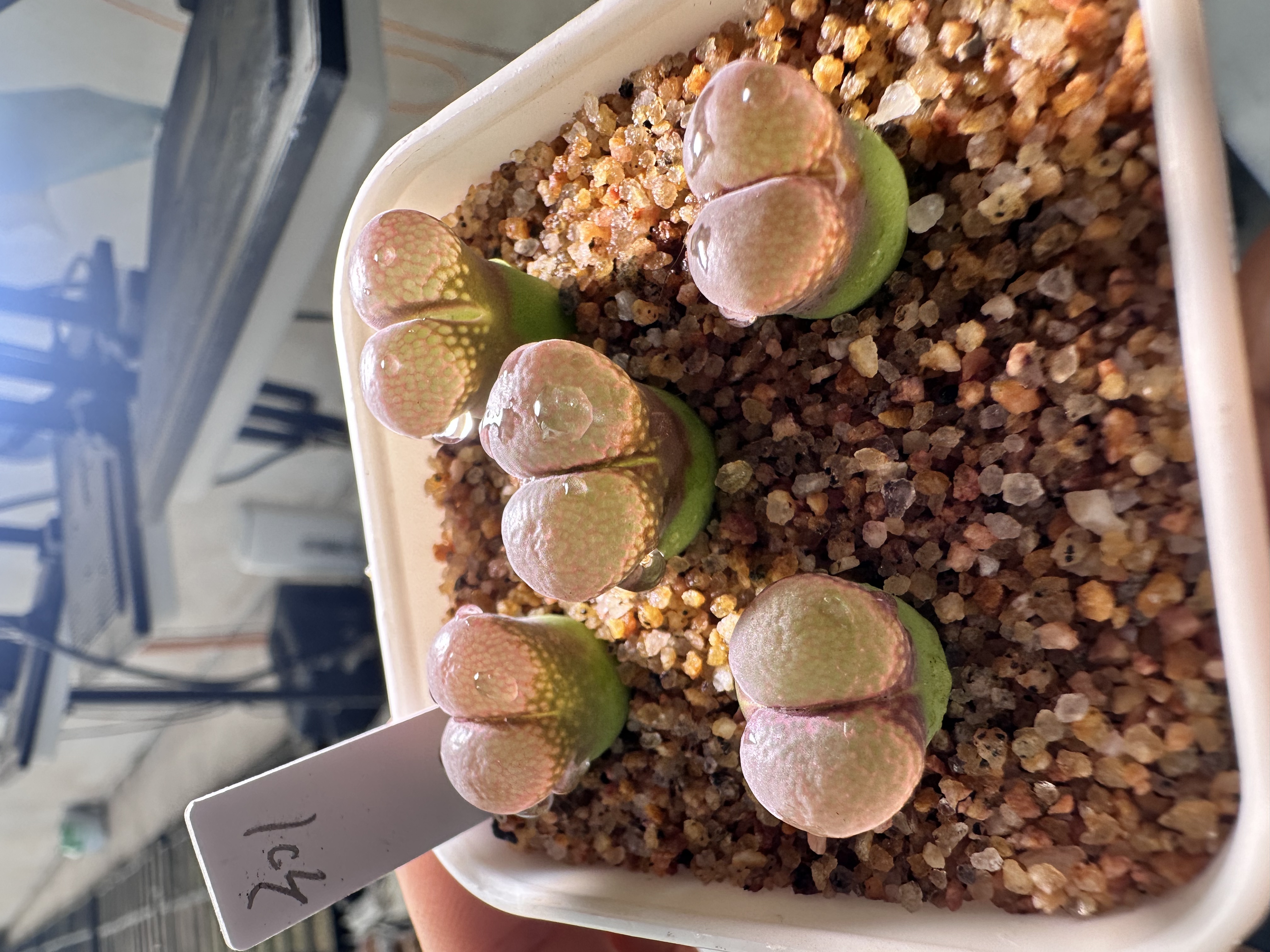 301多肉植物肉锥一颗