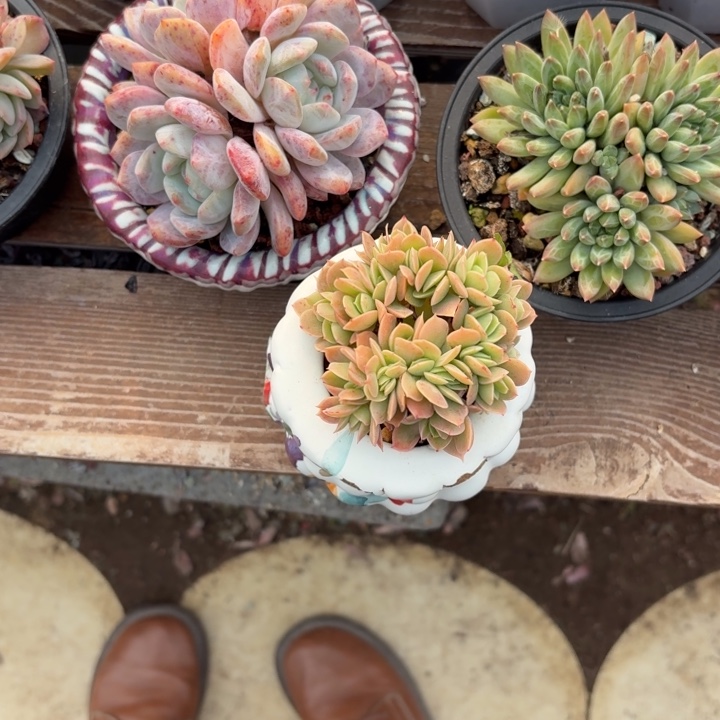 多肉植物星娜塔缀化