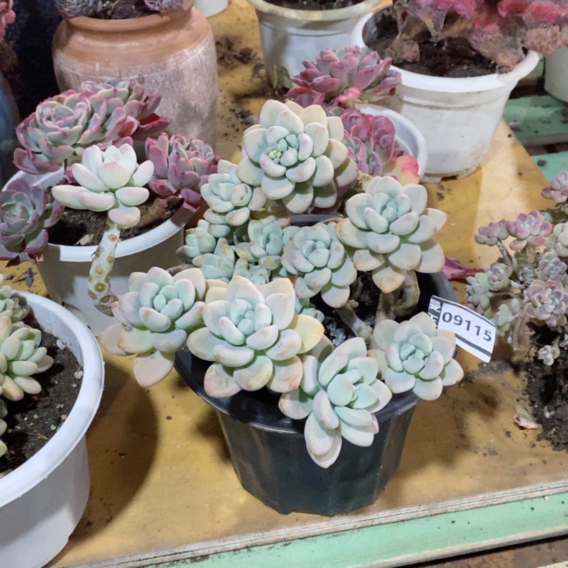 【闪购商品】王*某香水洛神09115