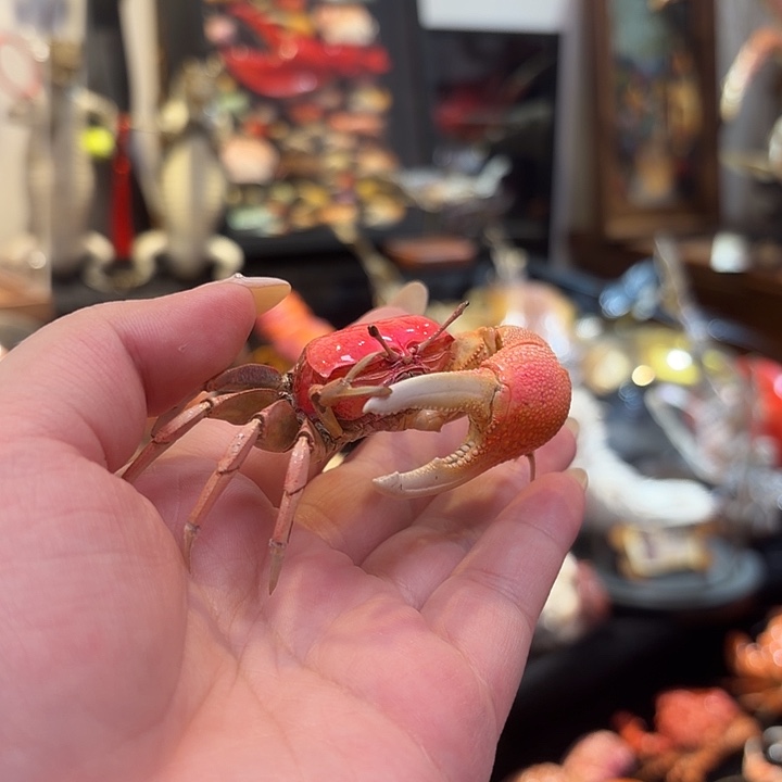 真实大粉招潮蟹标本