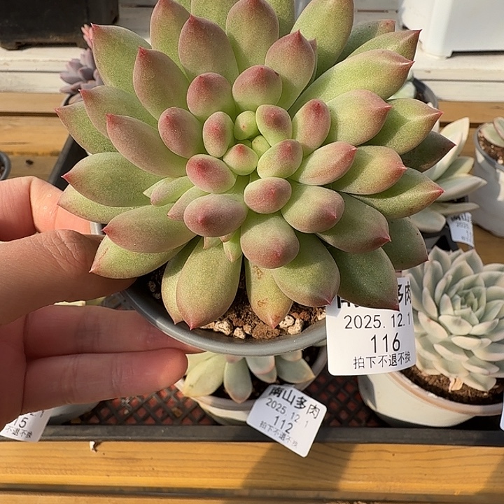 言字1111111121-116