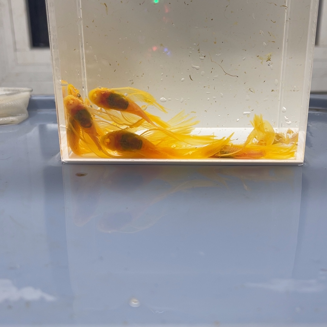 清道夫鱼大大号帆10条