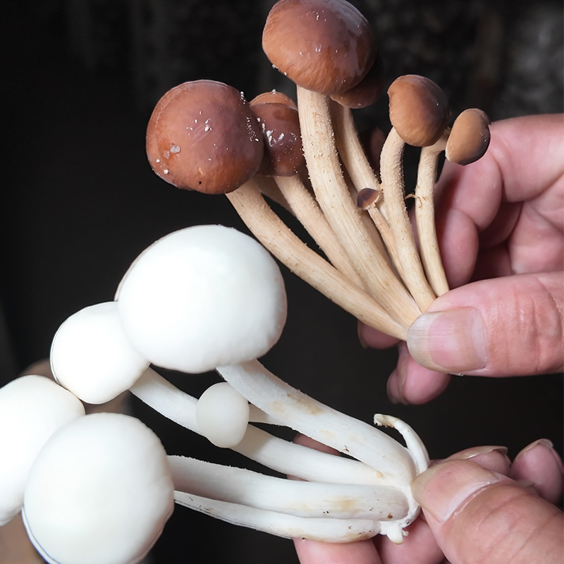 建宁农家茶树菇干货新鲜高山菇棚不剪脚不开伞250g