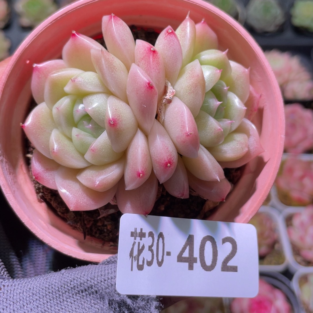 花利美30-402麦秆