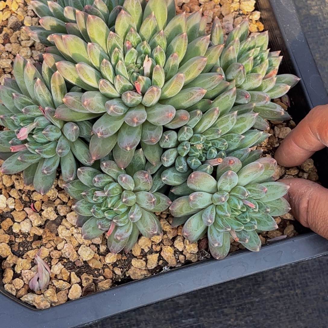 2605号上午多肉植物群生多肉植物
