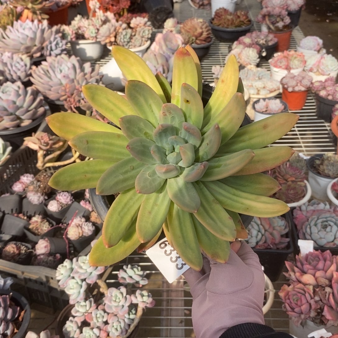 6333海洋之歌一物一拍