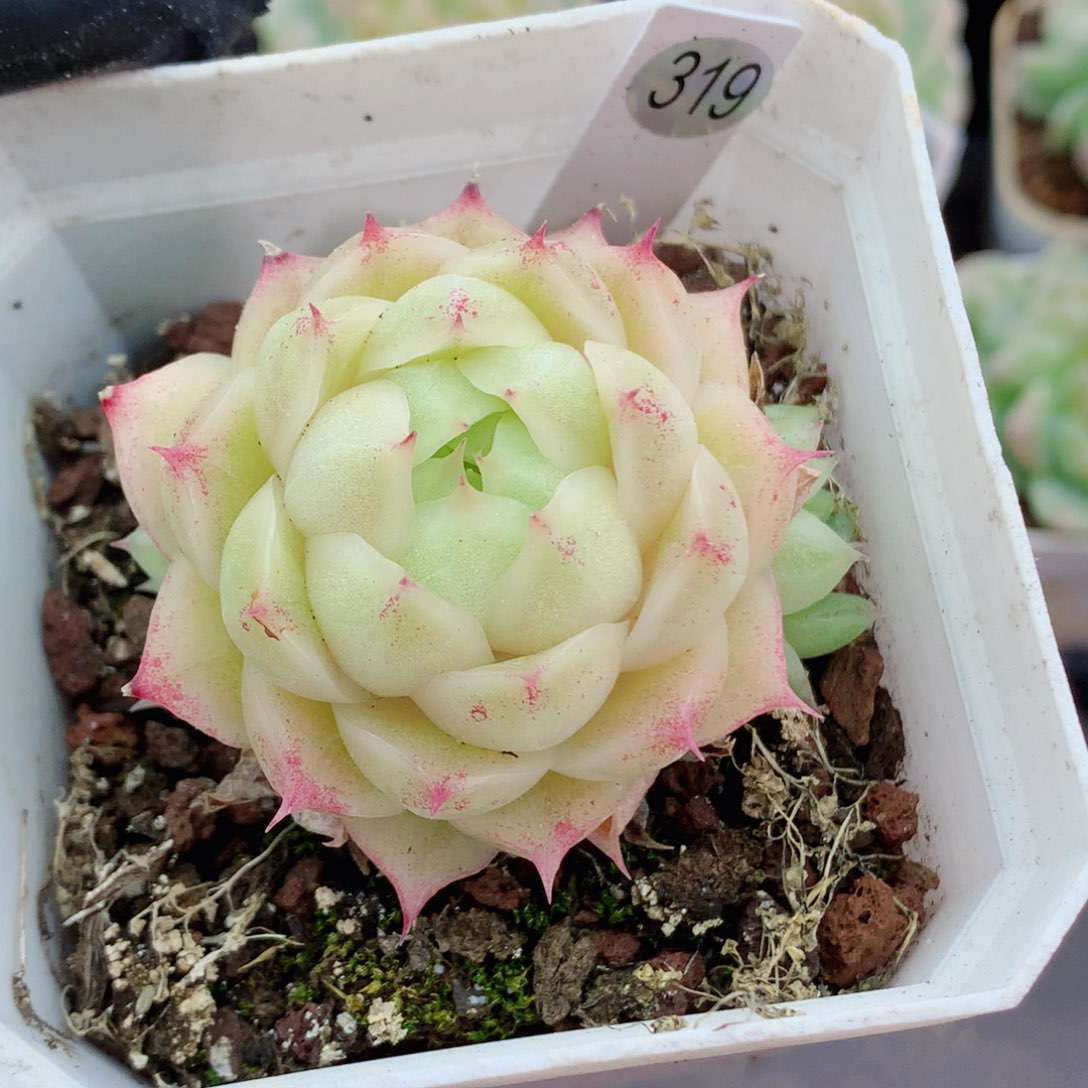 麦秆58包邮  群生不包整319