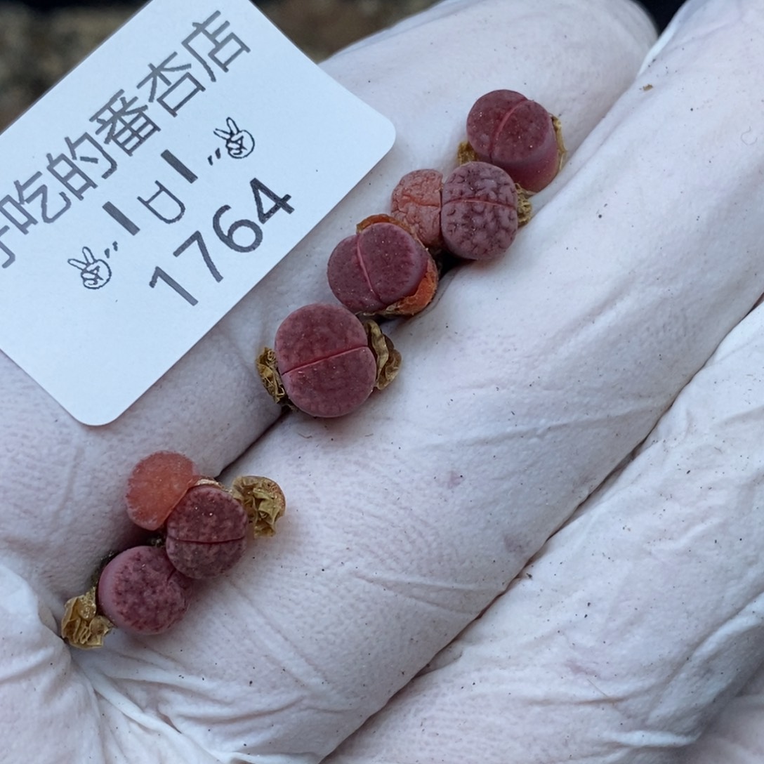 1764。阿克。两颗有点高。