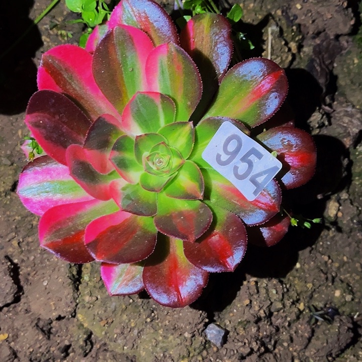 954妖月多肉植物处理不售后