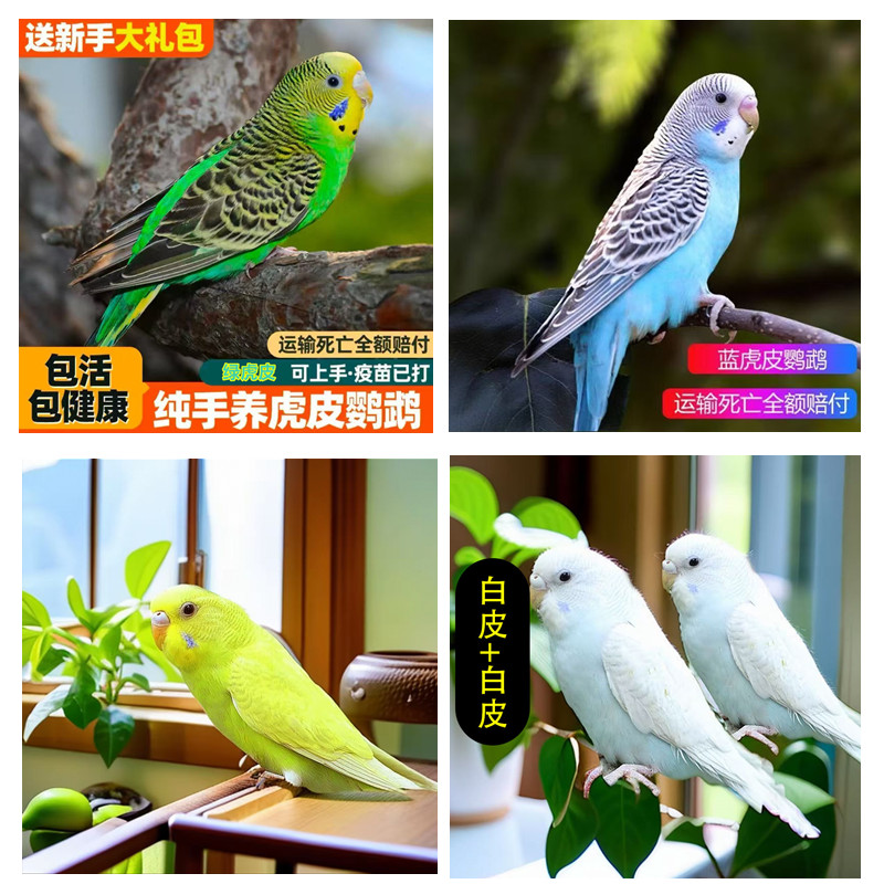 买乐精品手养虎皮鹦鹉活鸟适合家养可繁殖观赏亲人