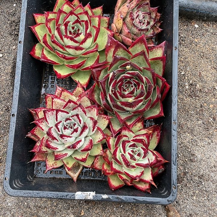 若如东云单拍A315