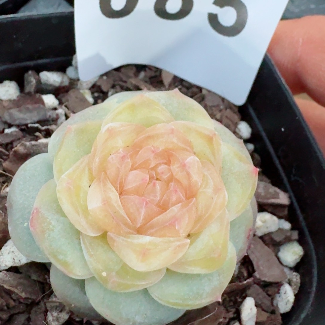 孤品         精品多肉