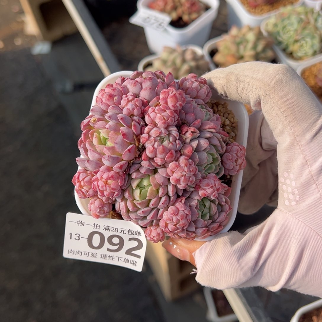 羊脂球多肉多肉多肉多肉多肉多肉