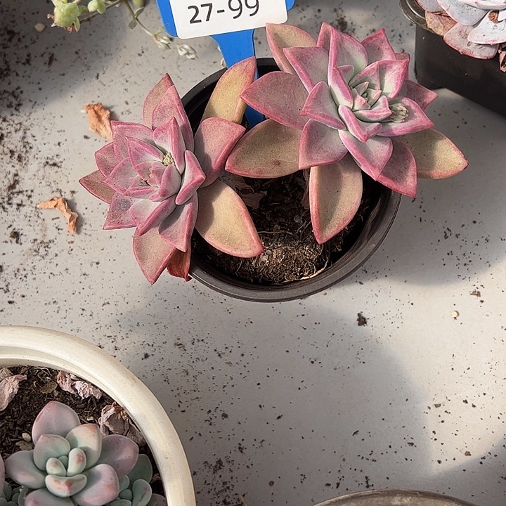 ****）多肉植物组合盆栽27-99